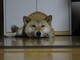 ぽんきち さん
